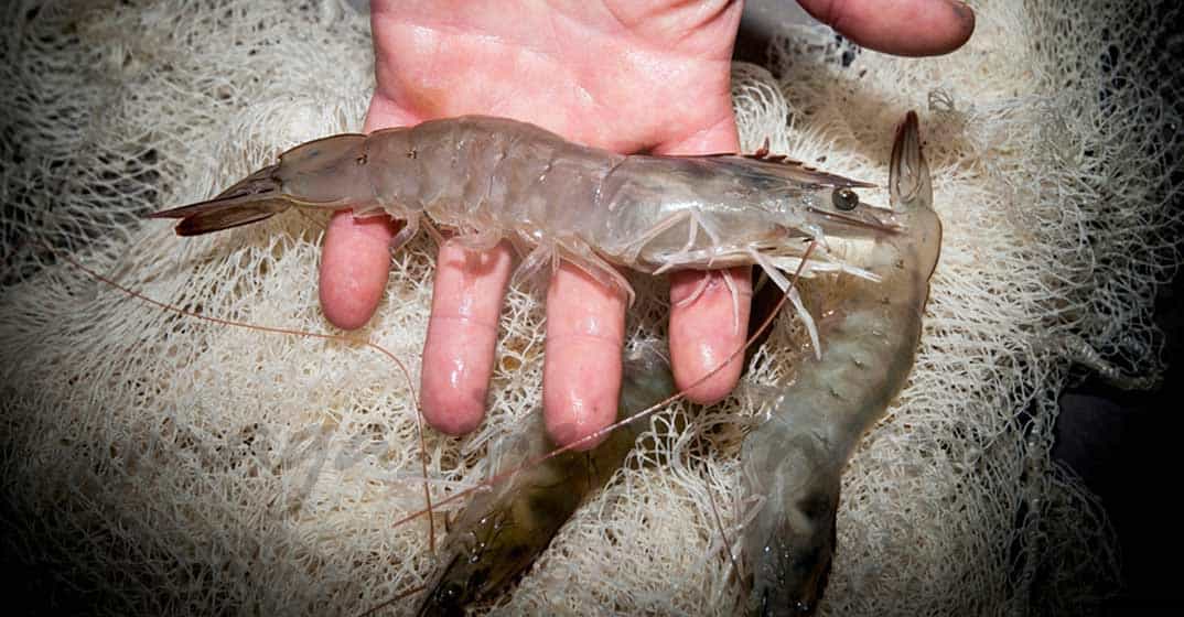 El langostino de “Medina del Campo”