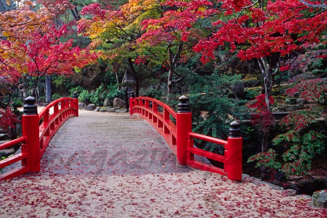 Los árboles rojos de Japón se adentran en la cocina - magazinespain.com